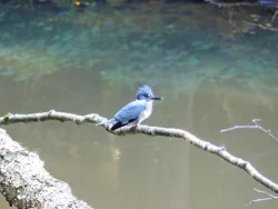 9_kingfisher_sm.jpg