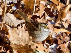 Sparrow Photo: Ross Lanius