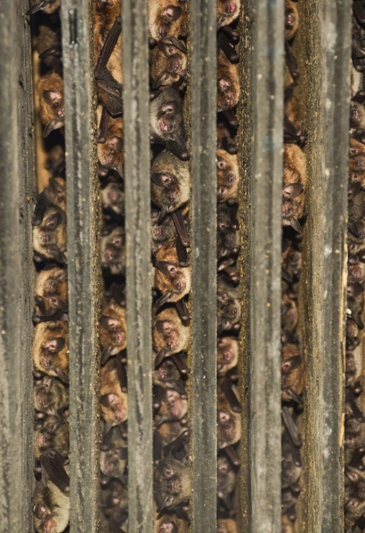 Little brown bats