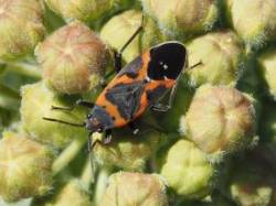 Milkweed Bug Photo: Ross Lanius