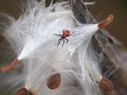 Milkweed bugs Photo: Ross Lanius