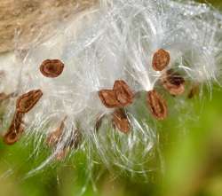 Milkweed Photo: Ross Lanius