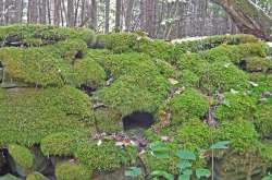 Moss stone wall Photo: Patricia Liddle