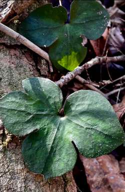 Hepatica Photo: Matt DeLuca