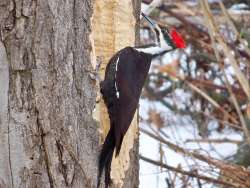 Pileated woodpecker Photo: Don Wharton