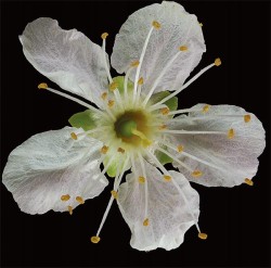 Photographer's Notebook: Tree and Shrub Flowers Photo: Jerry Jenkins