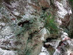 Pine Photo: Cindy Morin