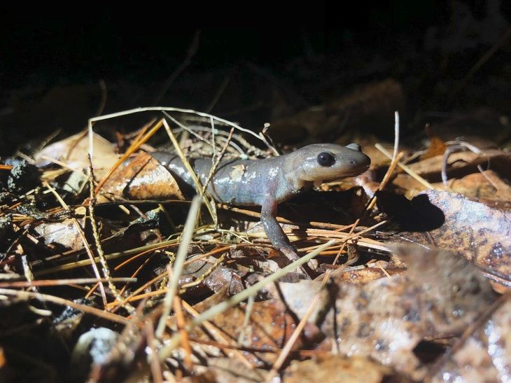 Jefferson salamander