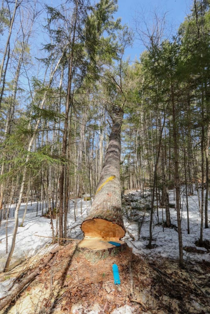 Harvesting Timber in the Adirondacks