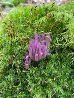 Purple coral Photo: Bendrix Bailey