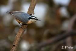 Nuthatch Photo: Eric D'Aleo