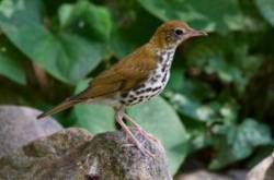 Wood thrush Photo: Tom Grett