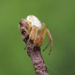 Orb Weaver Photo: Charlie Schwarz