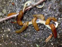 Slug feeding Photo: Frank Kaczmarek