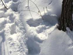 Snow tracks Photo: Rob Reiber