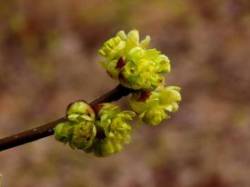 Spicebush Photo: Charlie Schwarz
