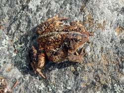 Toad Photo: Sheri Larsen