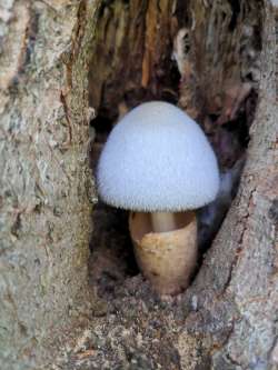 Toad stool Photo: Jason Amoriell