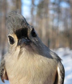 Tufted Titmouse Photo: Tami Gingrich