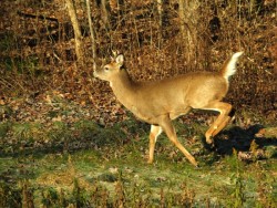 Whitetail deer Photo: Charlie Schwarz
