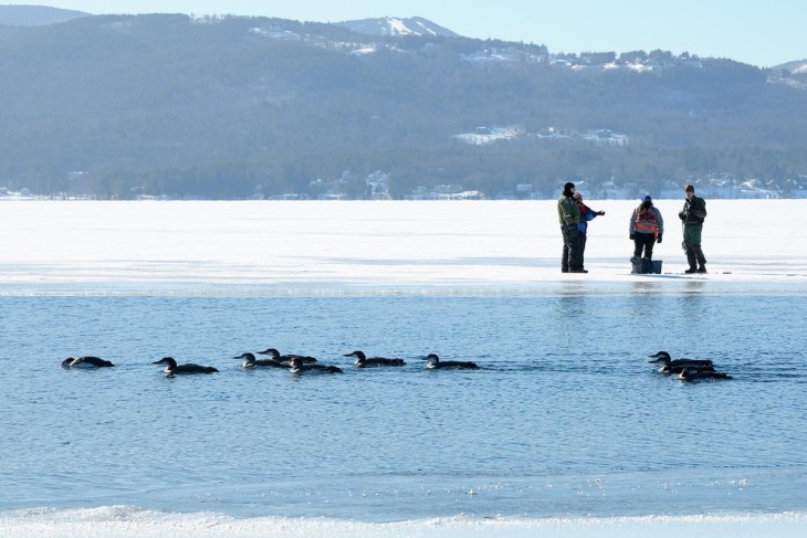 Loon rescue