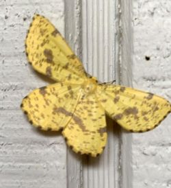 Xanthotype moth Photo: Bill-lee Abbott