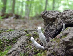 Dead Man's Fingers Photo: Patricia Liddle