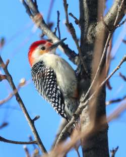 Woodpecker Photo: Christine Young