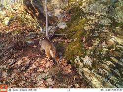 OBSESSION for Squirrels Photo: Northern Woodlands