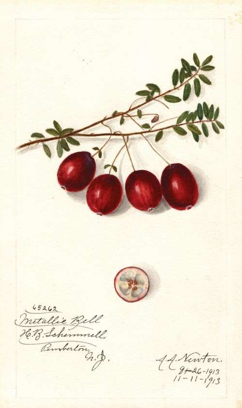 Cranberry