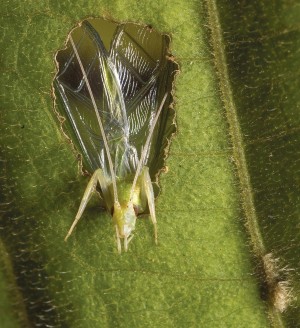 Forest & Wildlife Monitoring: Seeing the Sound of Tree Crickets thumbnail