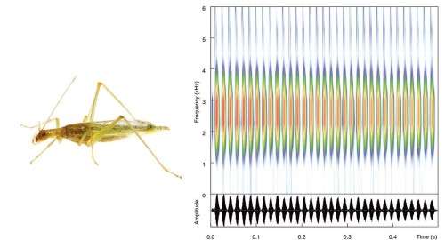 cricket sounds