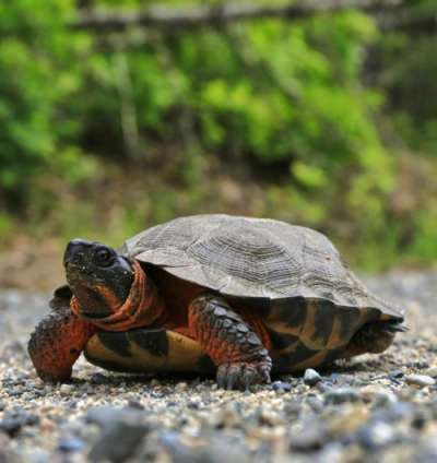 Wood Turtle