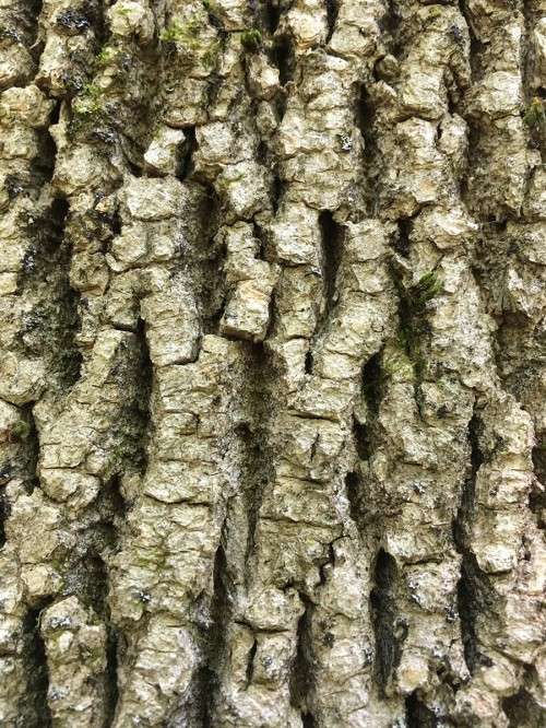 Ash Tree Bark