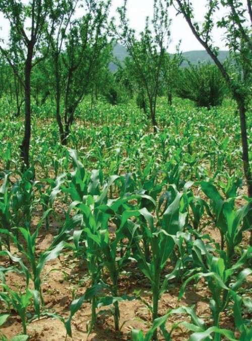 Bamboo growing