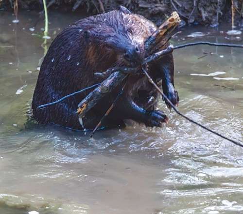 Beavers Doolittle Creek