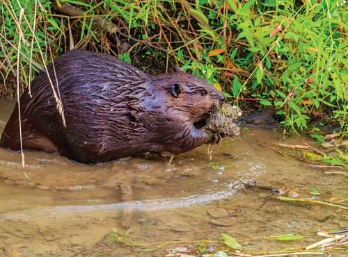 Beavers Doolittle Creek