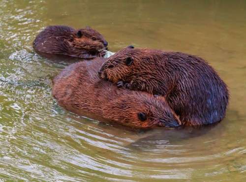 Beavers Doolittle Creek