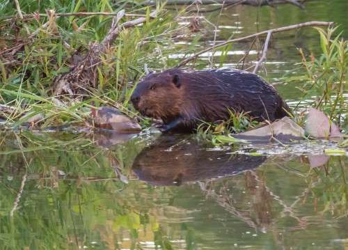 Beavers Doolittle Creek