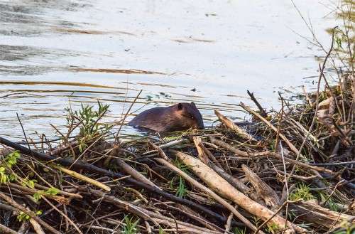 Beavers Doolittle Creek