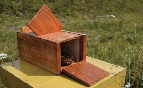 Bee Hunting Box