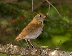 Nesting Time thumbnail