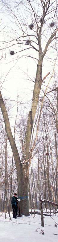 Red Oak, Black Cherry and Great Blue Herons Photo: Gerry Lemmo