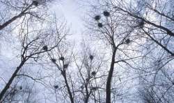 Red Oak, Black Cherry and Great Blue Herons Photo: Gerry Lemmo