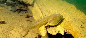 Bullfrog_Tadpole_cropped.jpg thumbnail