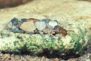 Caddisfly_larva_in_stone_case_004.jpg