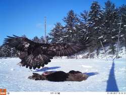 A Community of Camera Trappers Photo: Credit: Gord McMillan/ApplachianEagles.org