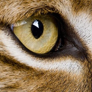 What Cats’ Eyes Tell Us About Their Souls thumbnail