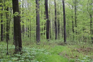 Good Forestry in Western Pennsylvania thumbnail