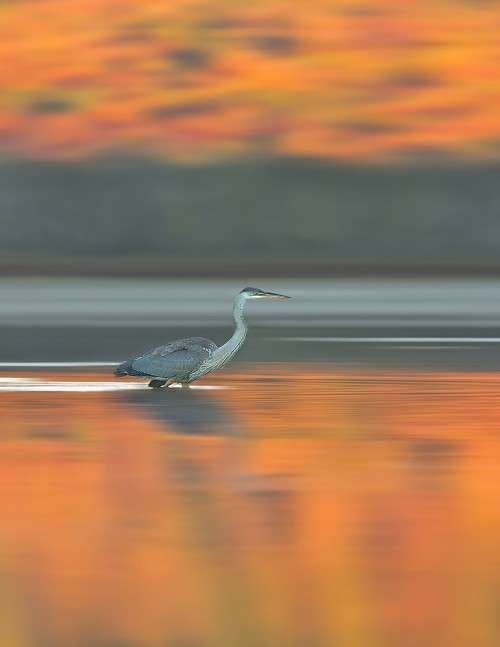 Heron Sunrise